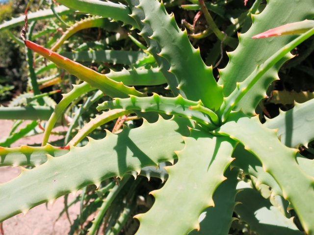 キダチアロエの画像