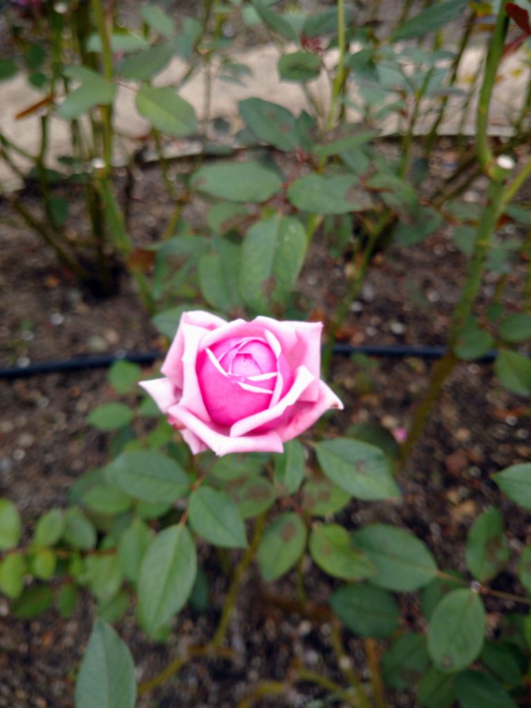 黒星病にかかったバラです