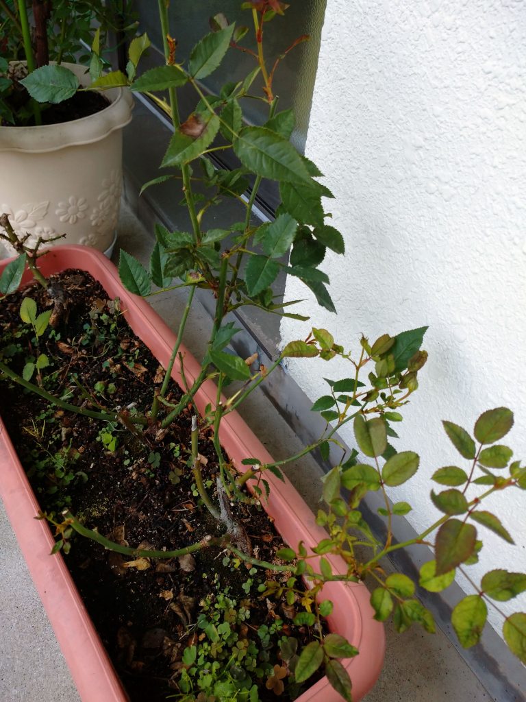 黒星病で葉が落ちたバラです