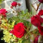 赤いミニバラの写真