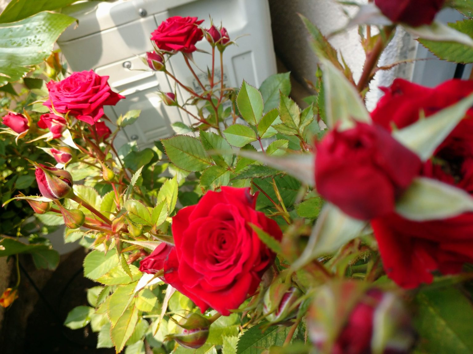 赤いミニバラの写真