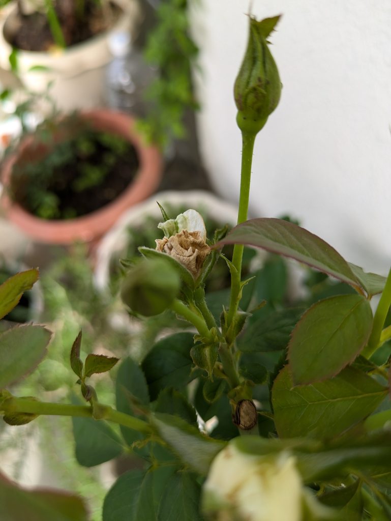 灰色かび病にかかった蕾の画像