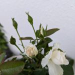 プリンセス　オブ　ウェールズの蕾