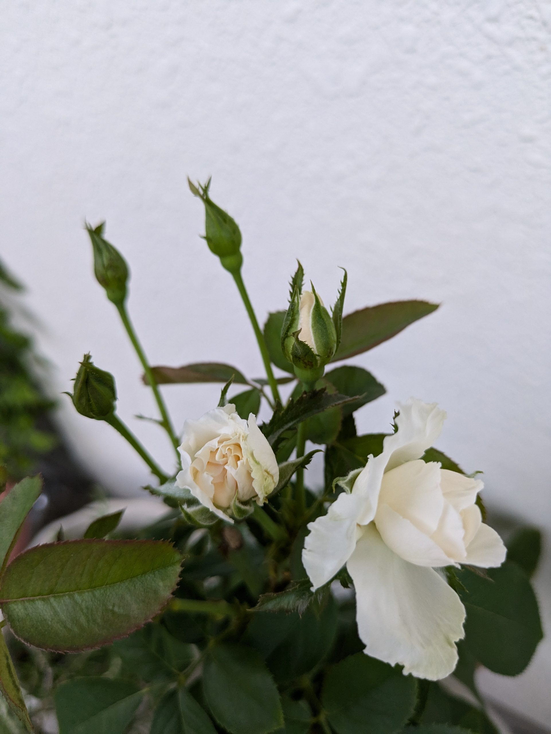 プリンセス　オブ　ウェールズの蕾